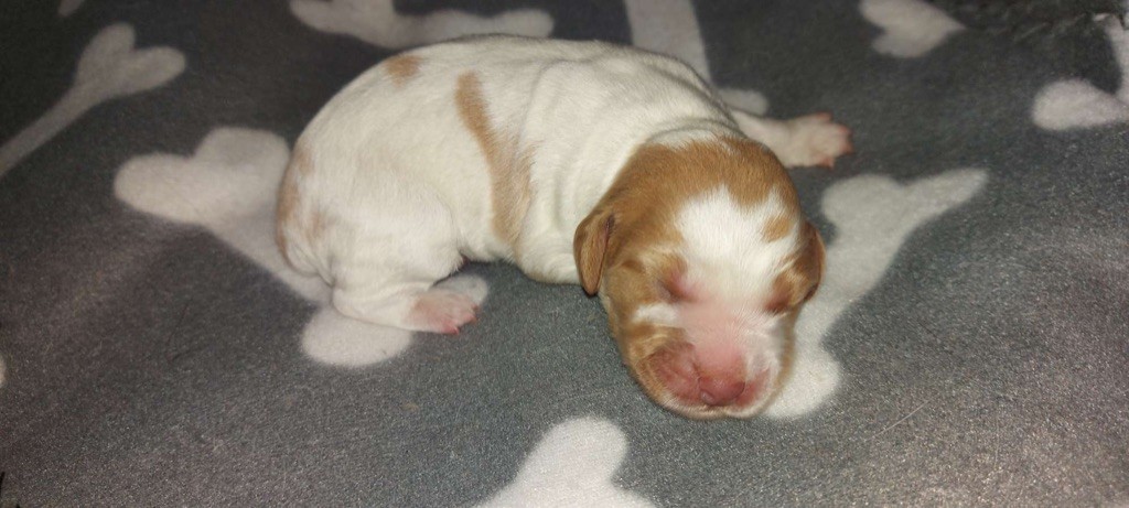 De La P’tite Ohana - Chiots disponibles - Epagneul Breton